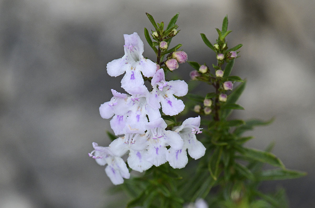 Satureja montana / Santoreggia montana